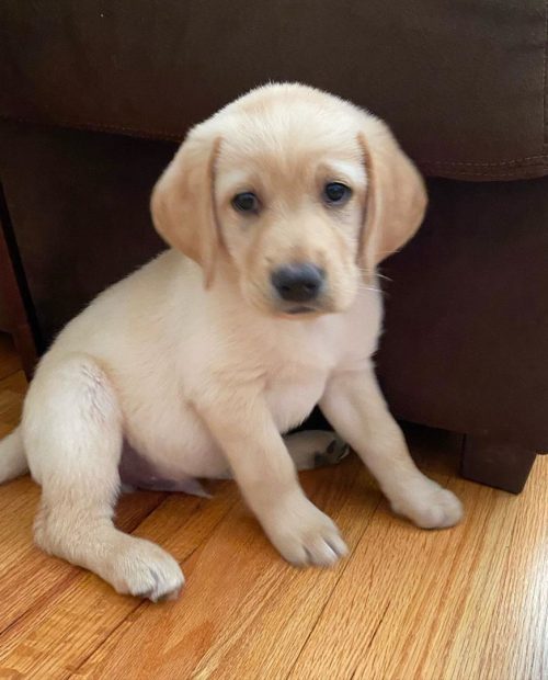 Milo